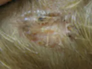 Thumbnail for lagejuli