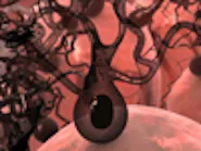 Thumbnail for lupopehi